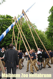 Maibaum aufstellen 2011 im Tierpark Hellabrunn (Foto: Ingrid Grossmann)